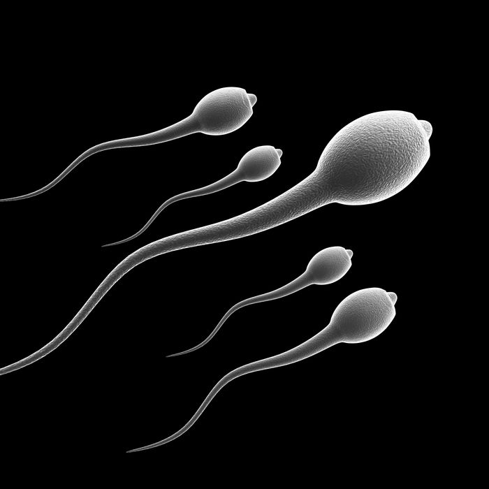 Kamikaze Sperm: Fighting Off Rivals?