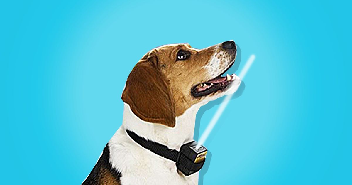 The Best Bark Collar for Dogs Review 2017 The Strategist