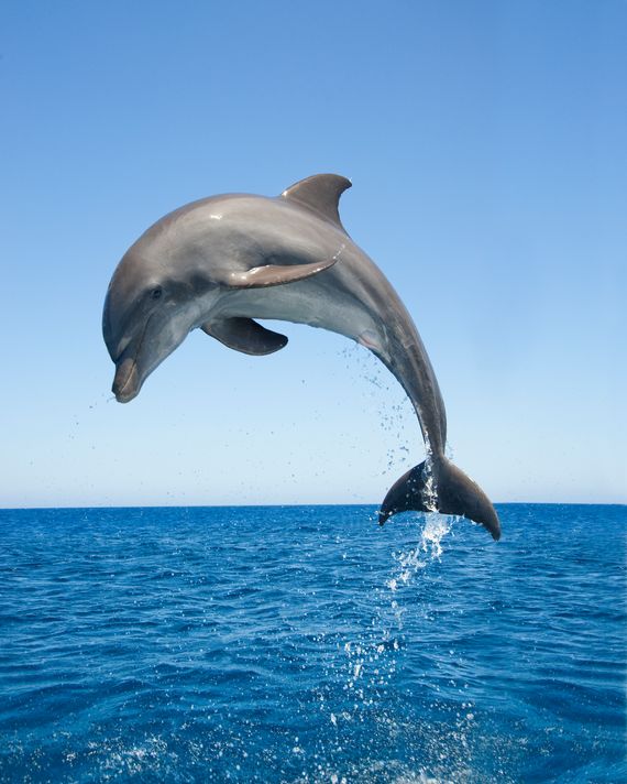 Dolphins Have the Best Skin-Care Routine for Dolphin Skin