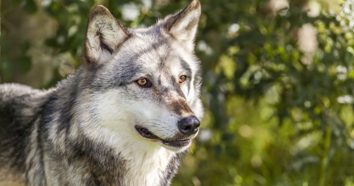 This Story About a Canadian Woman Escaping a Wolf With the Help of a ...