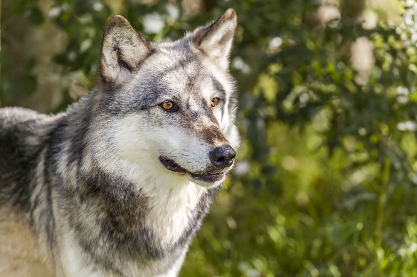 are czechoslovakian wolfdogs legal in canada