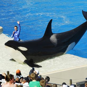 SeaWorld to phase out killer whale show