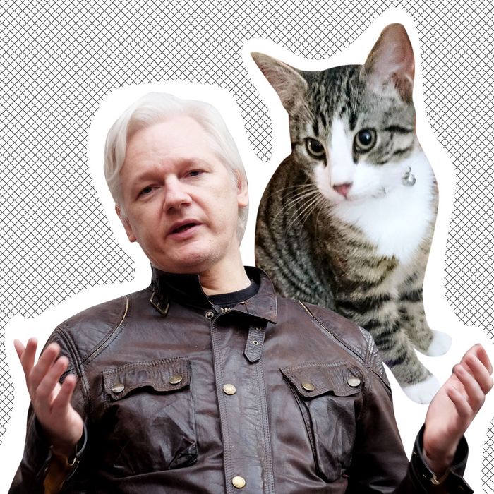 Julian Assange and cat.