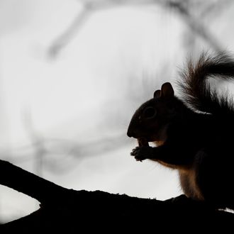 A squirrel eats an acorn on January 22, 2011 in Corbetta. AFP PHOTO / OLIVIER MORIN (Photo credit should read OLIVIER MORIN/AFP/Getty Images)