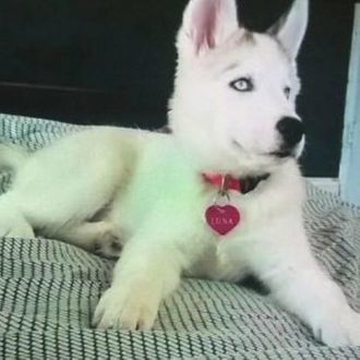 Husky 4 best sale months old