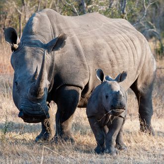 White rhinoceros or square-lipped rhinoceros (Ceratotherium
