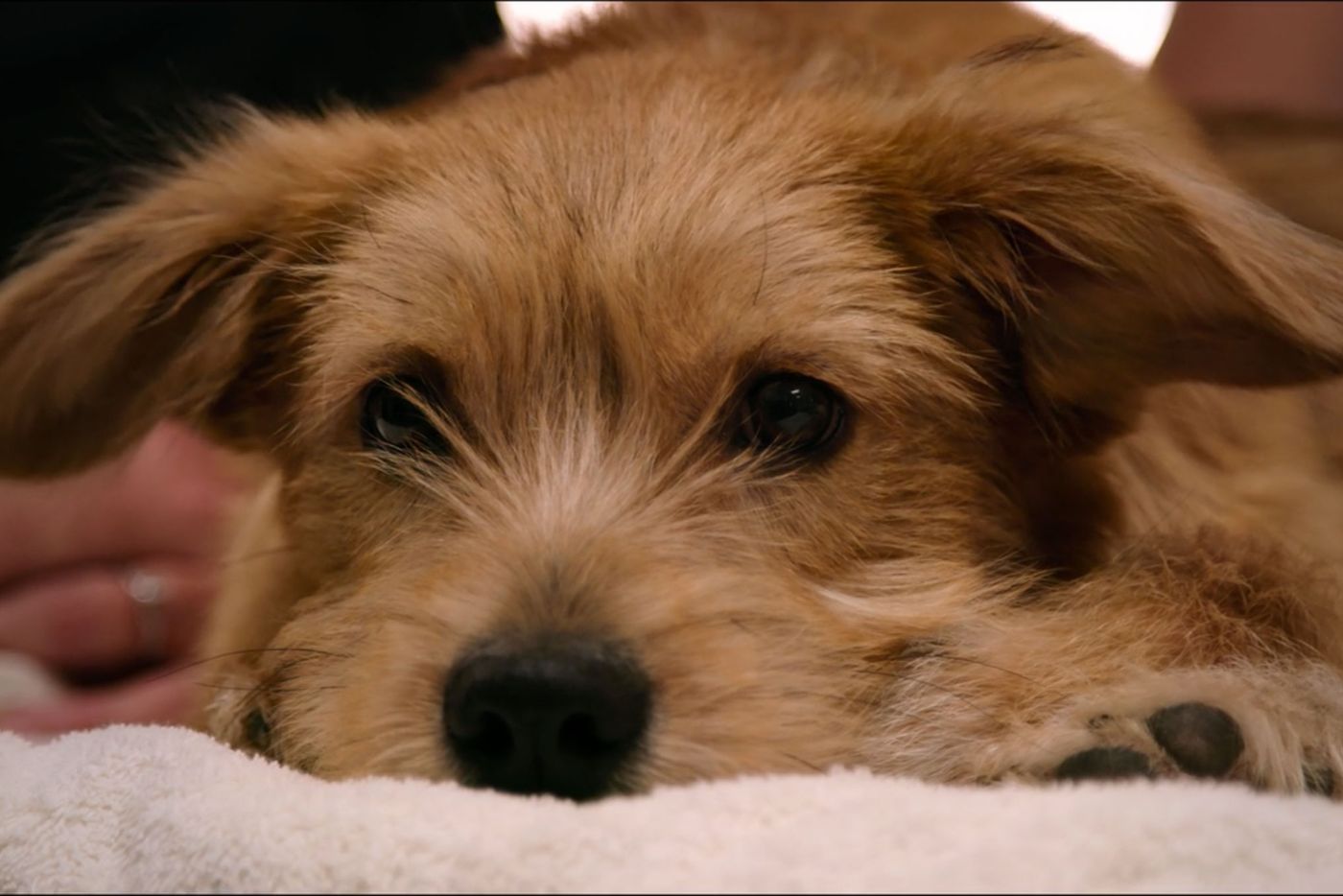 netflix dogs territorio de zaguates