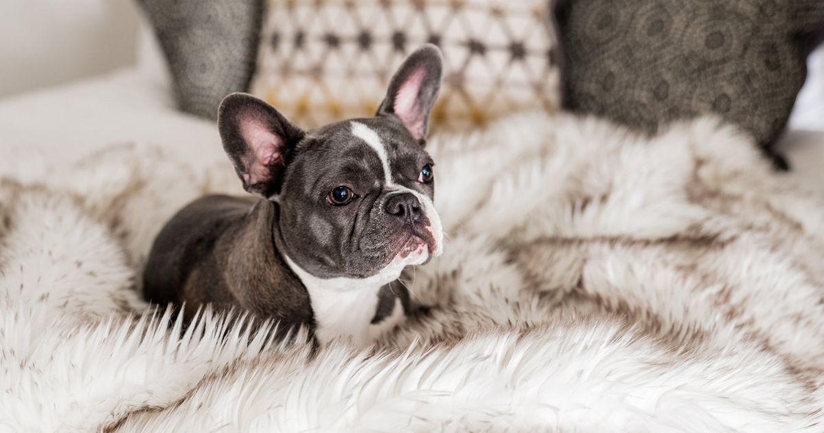 do dogs like to be covered with blankets