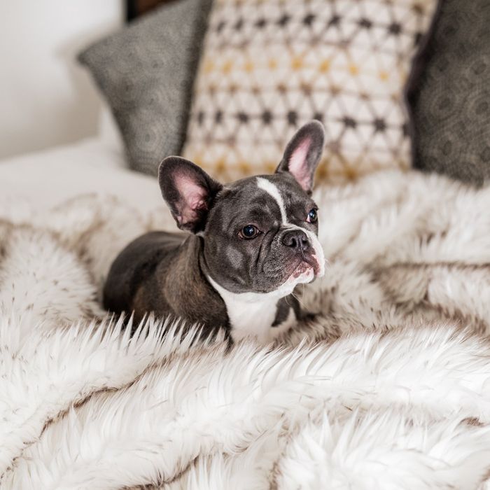 15 Best Pet-Friendly Throw Blankets 2022 | The Strategist