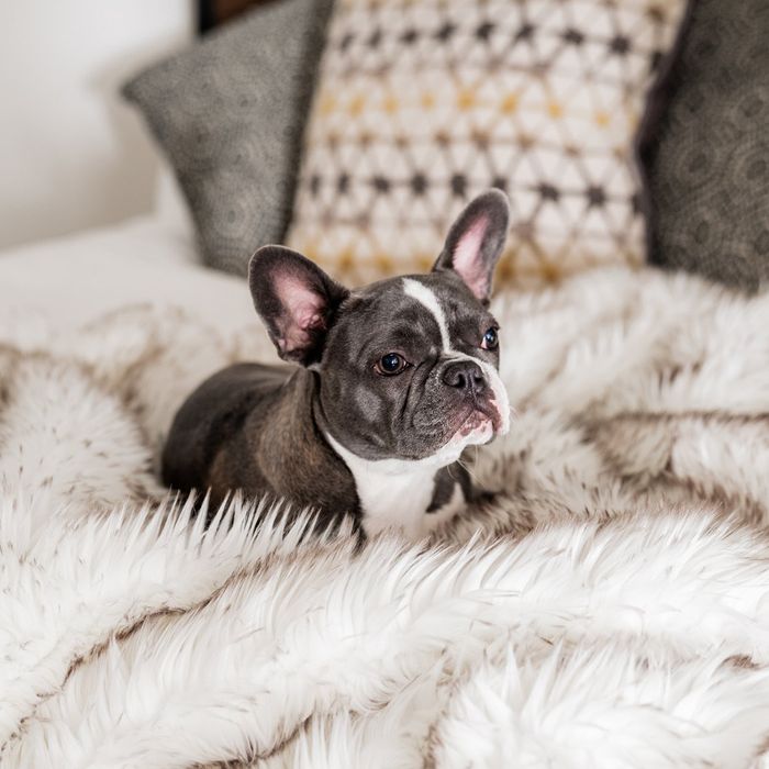 how can i protect my couch from dog hair