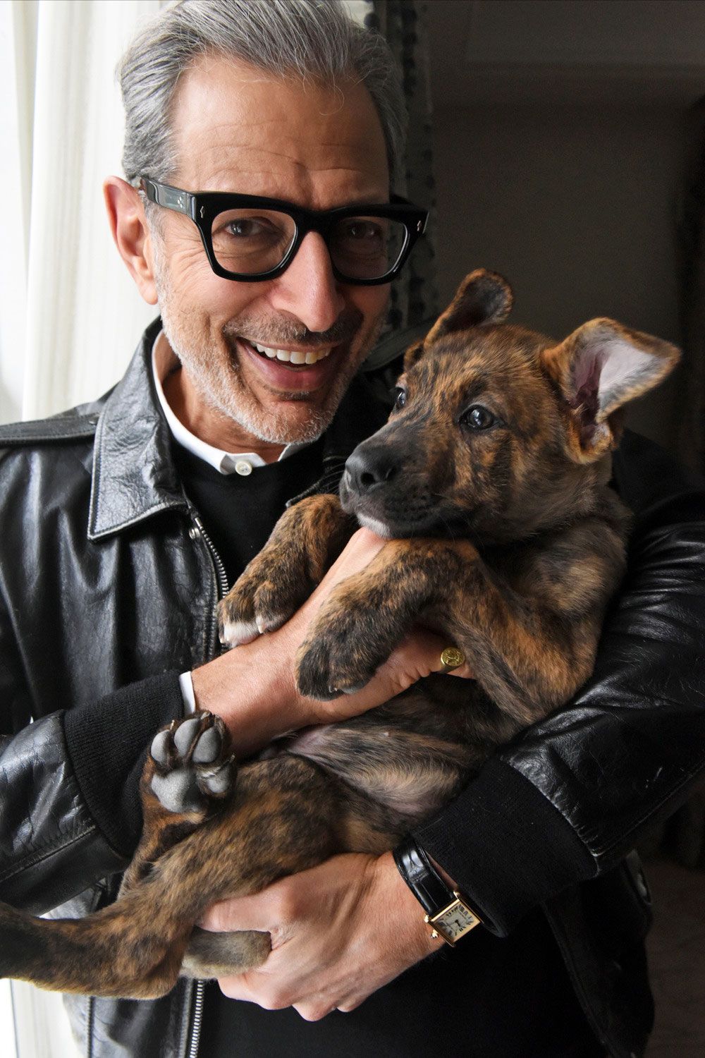 Знаменитые собаки. Собака писатель. Джек-рассел-терьер коричневый. Собака хью джекмана. Знаменитые собаки.