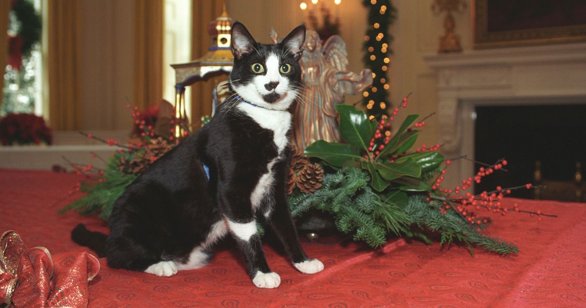 2022 Dog And Cat Christmas Commercial Biden Gets Puppy, Promises White House Cat Is Coming Soon