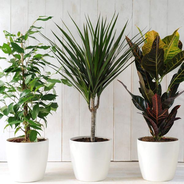 Evergreen Indoor House Plants Lucky Dip x 3