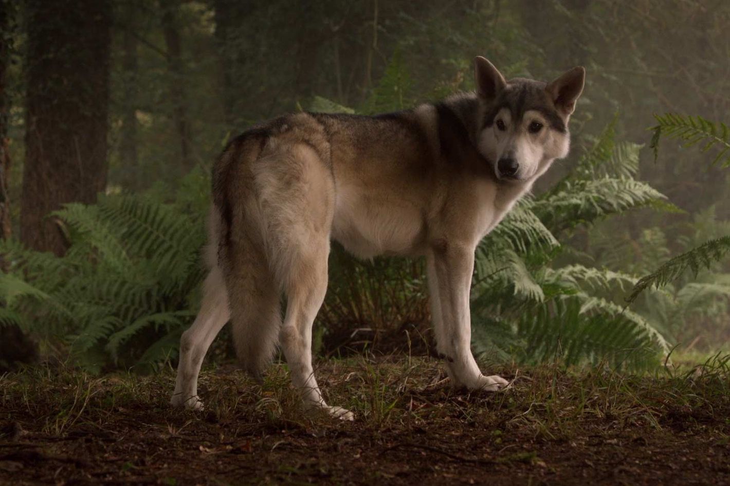 Nymeria the Direwolf: What's She Been Up to on 'Thrones'?