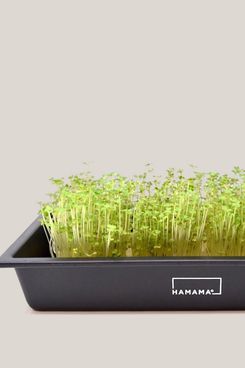 Hamama Microgreens Growing Kit