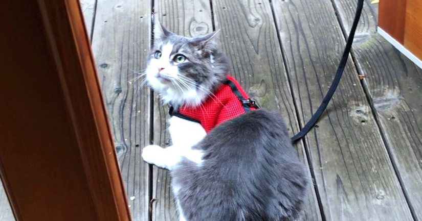 Niteangel 2-Pack Adjustable Cat Harness With Leash Review