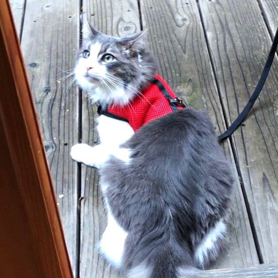 harness for 3 legged cat