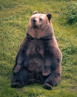 fat grizzly bear