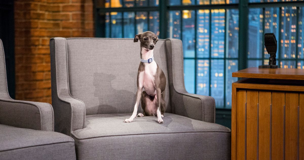 Frisbee, Seth Meyers’s Dog and Andy Samberg’s Nemesis, Dead at 14