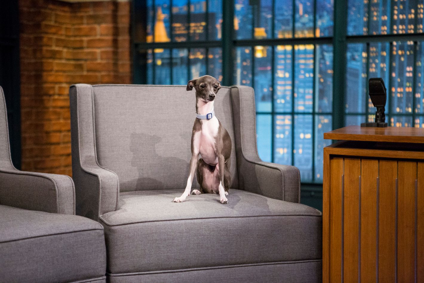 Frisbee, Seth Meyers’s Dog and Andy Samberg’s Nemesis, Dead at 14