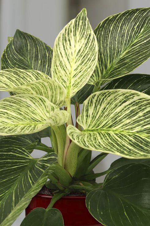 Birkin Philodendron Variegated 6 from California Tropicals
