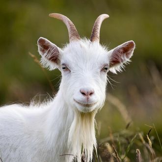 Goat on Great Orme.