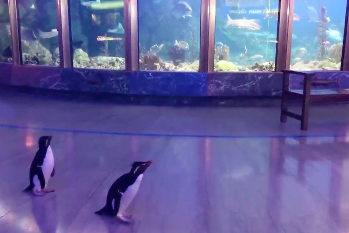 Penguin roaming zoo.