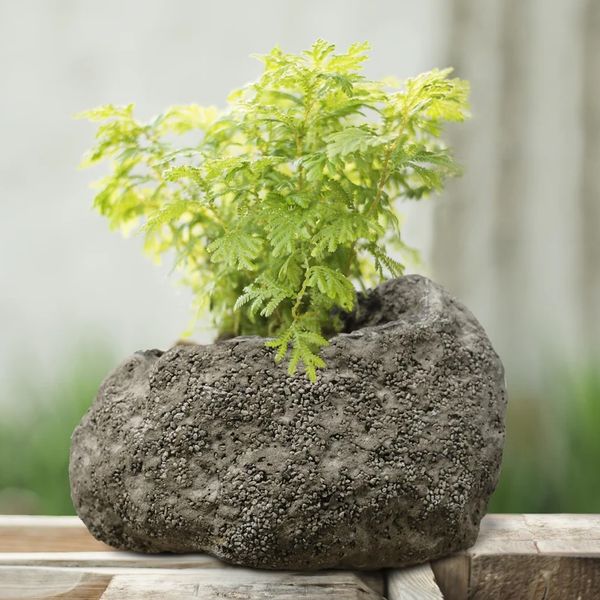 Volcanic Ash Rock Planter
