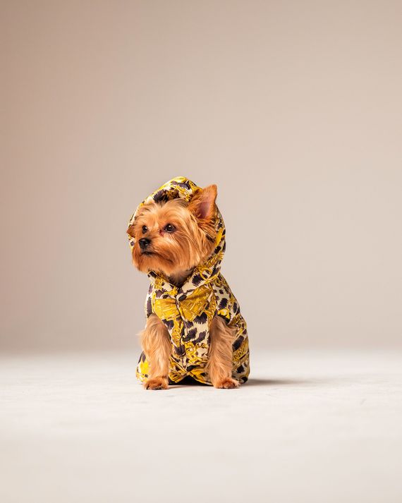 moschino for dogs