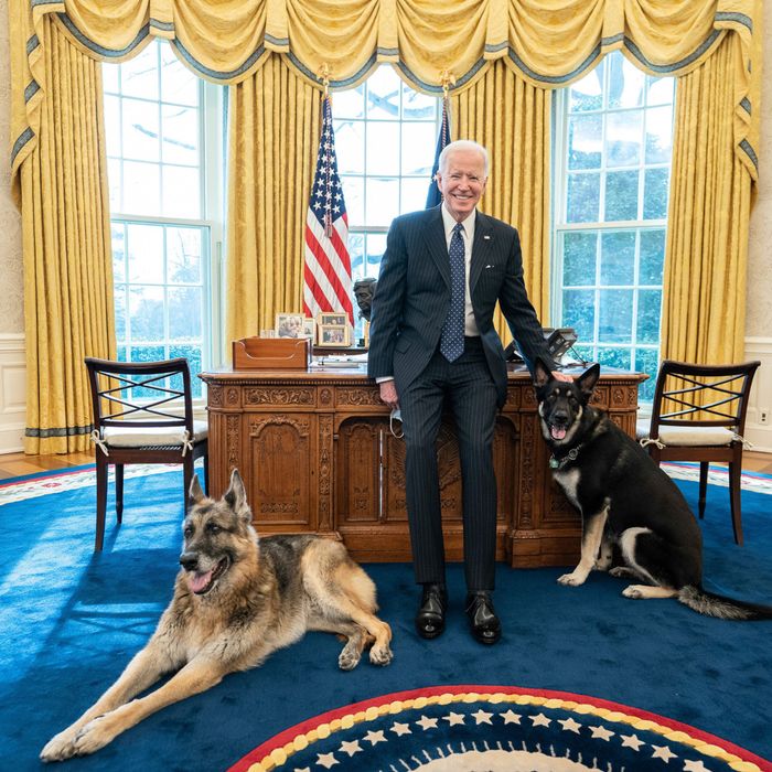 Biden’s Dog Bit Someone