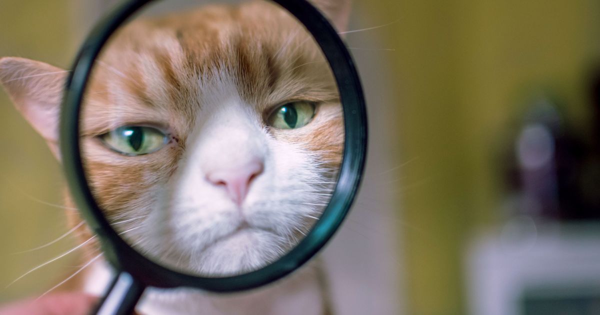 Police Force Considers Using Cats to Solve Crime at Request of 5YearOld