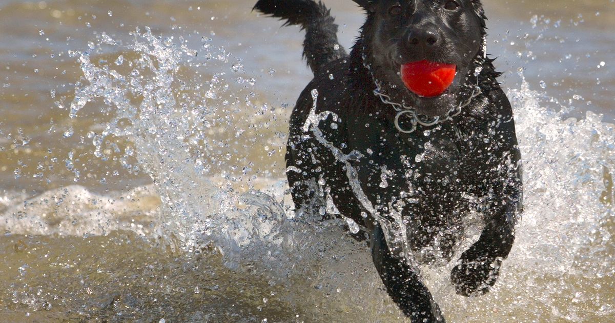 How to Keep Your Dog Cool 2021