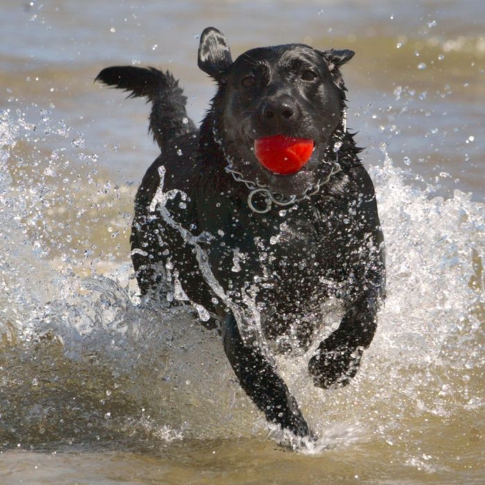 how do you keep a dog cool