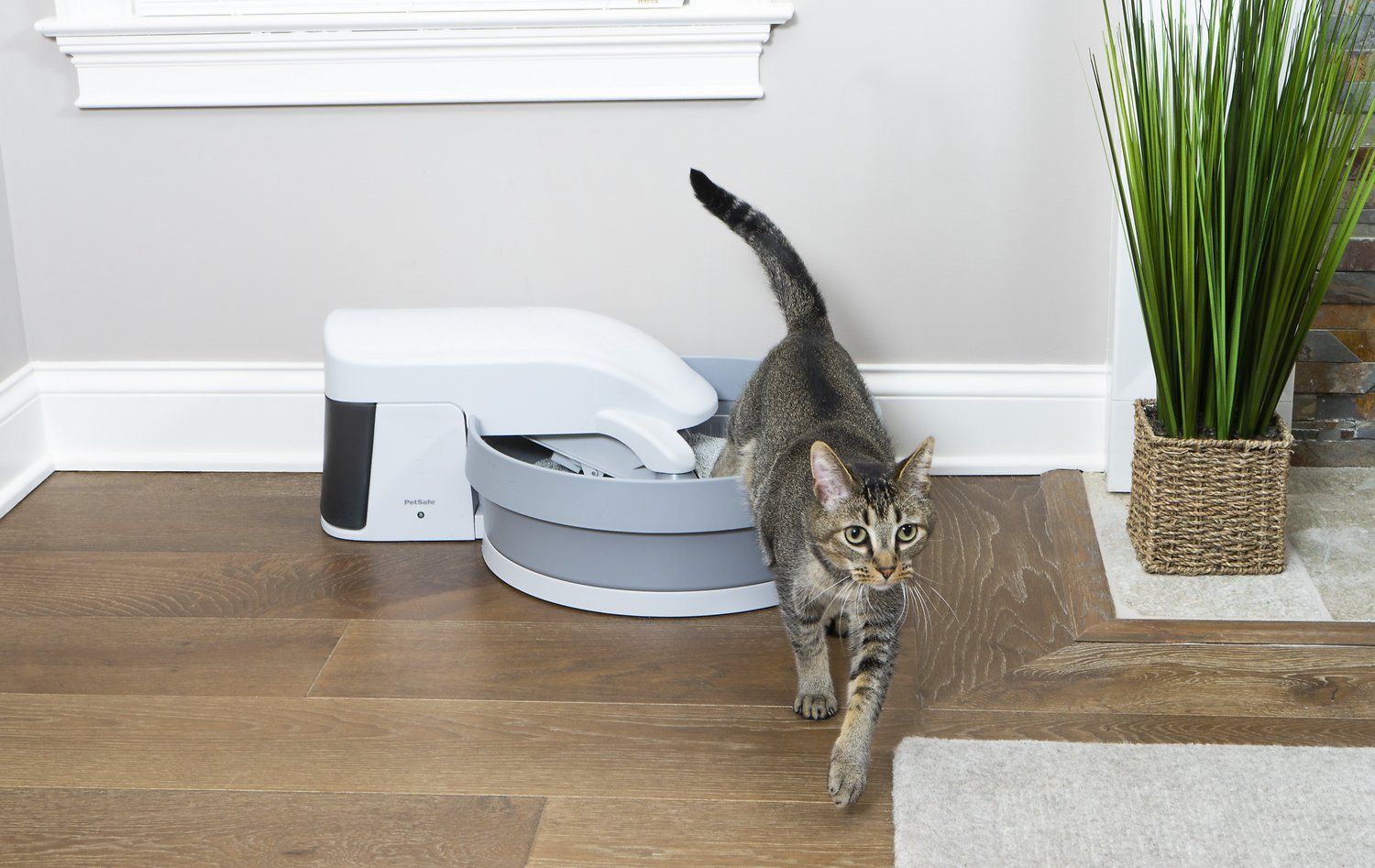 Self cleaning shop cat litter box