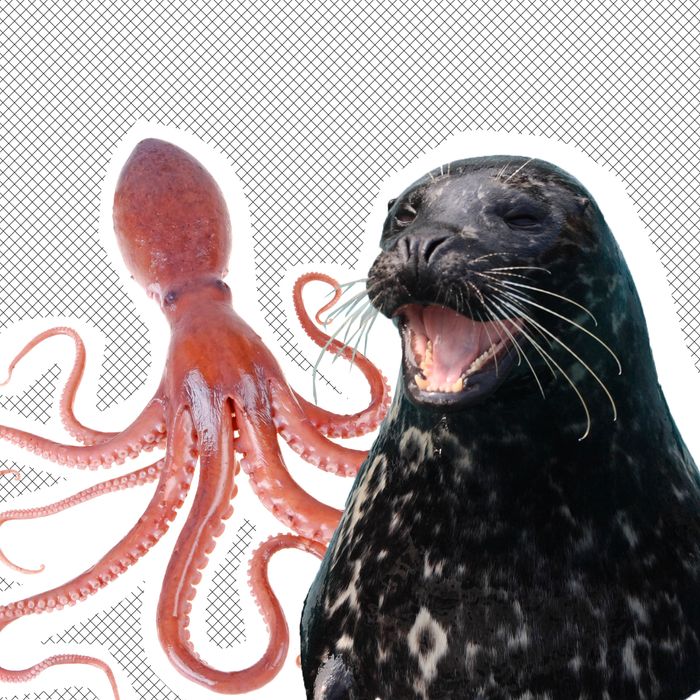 Octopus, Seal.