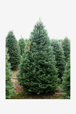 Premium Balsam-Fir Christmas Tree