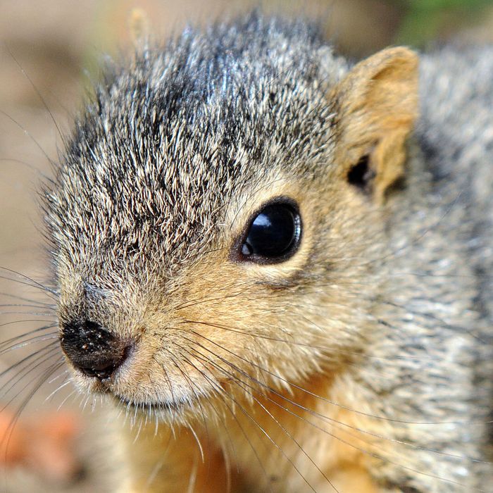 baby tree squirrel