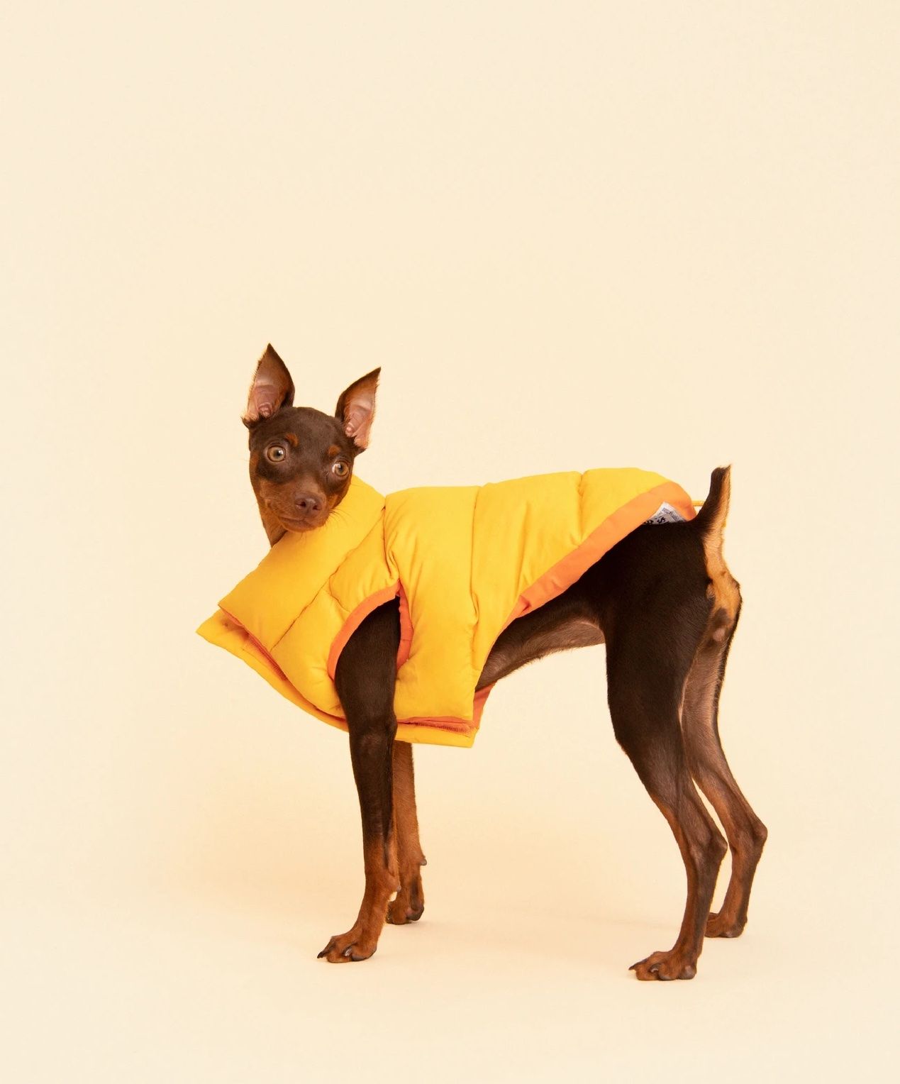 Large Dogs Zero Zoo Dog Winter Coat Waterproof Windproof Reversible Warm Dog Apparel Adjustable Size for Small Medium 