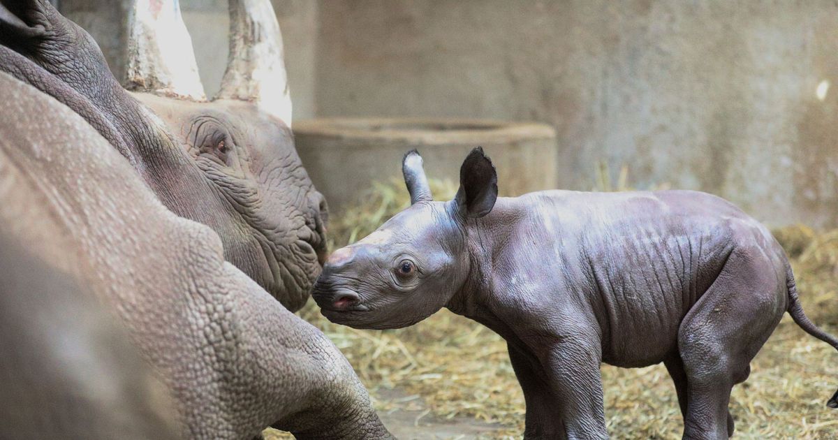 Just a Baby-Rhino Christmas Miracle