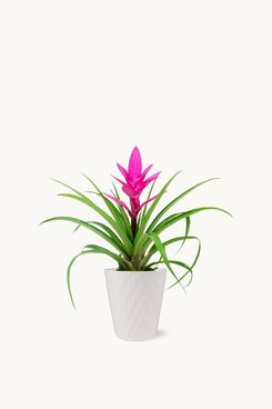 Bloomsy Box Pink Bromeliad