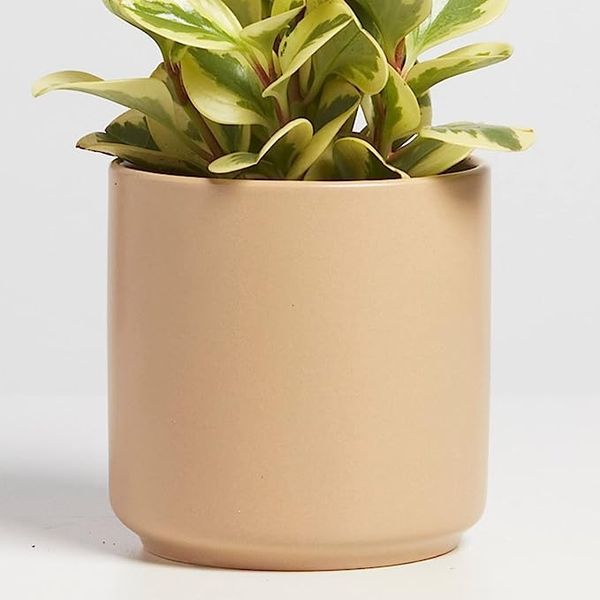 6 inch Round Modern Brass Tone Metal Flower Planter Pot with