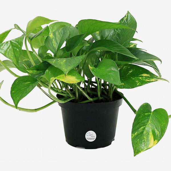 Costa Farms Golden Pothos in Grower Pot