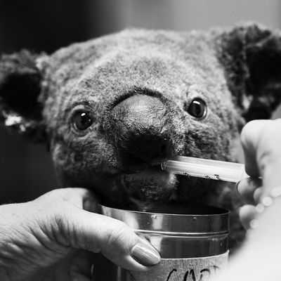 Bushfires are ravaging Australia, threatening the koala population.