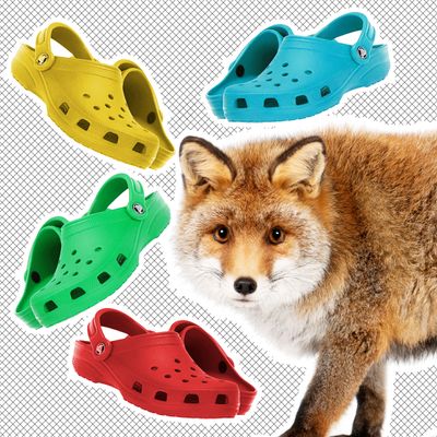 Let this fox keep his Crocs.