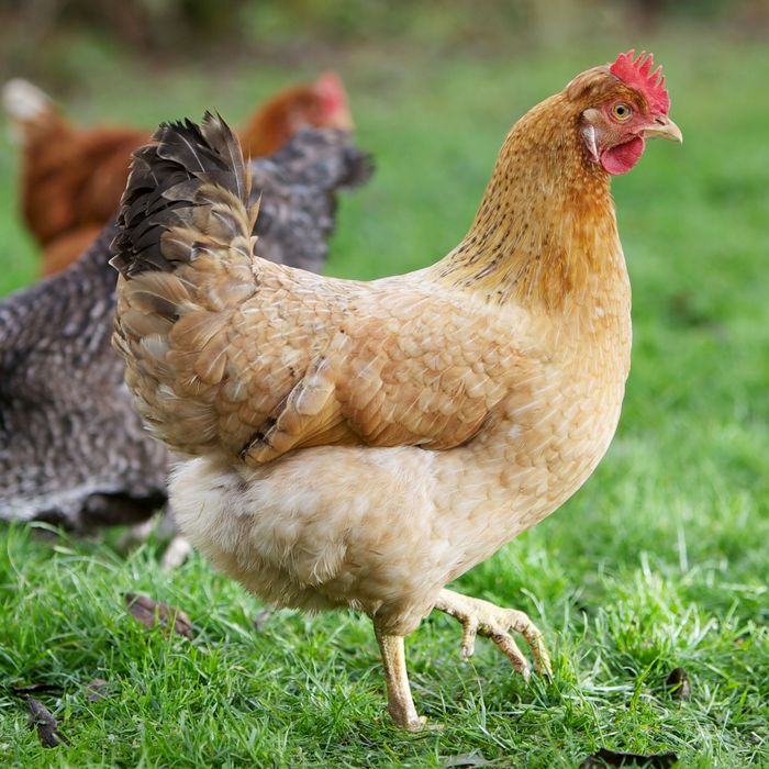 Dude Beheads a Woman’s Chickens Because She Unfriended Him on Facebook