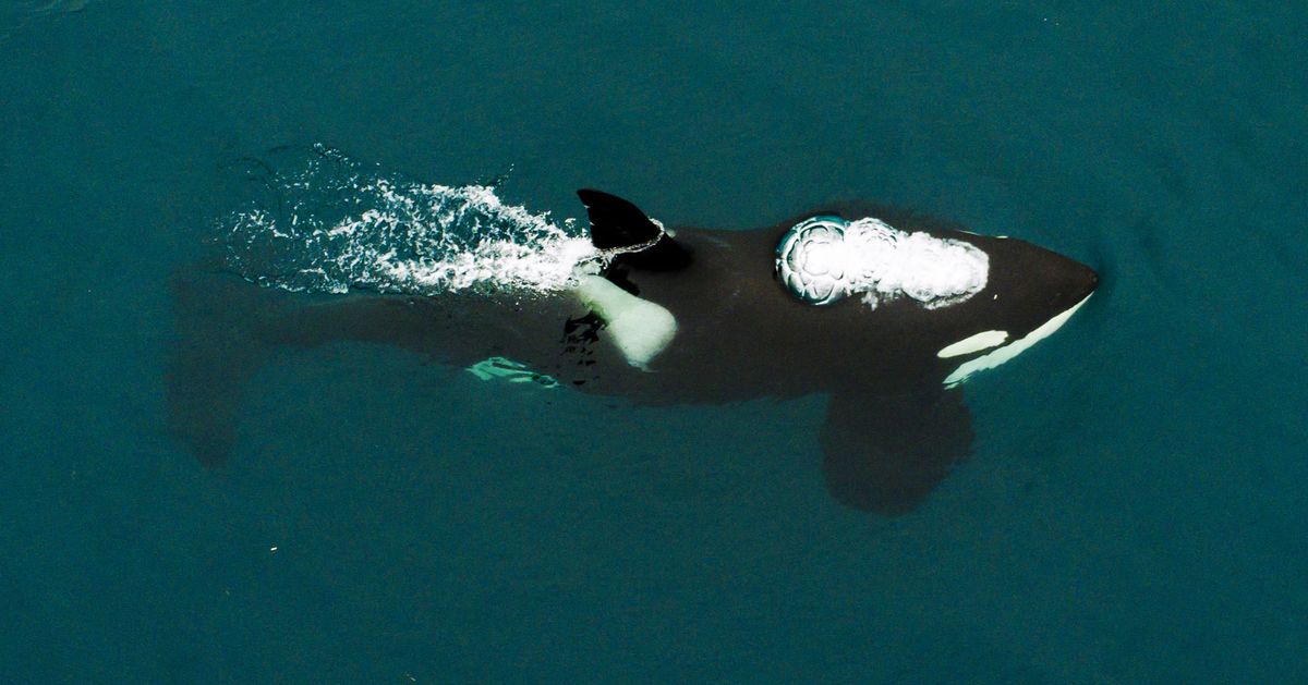 Tahlequah, Mother Killer Whale, Carried Calf Across Ocean