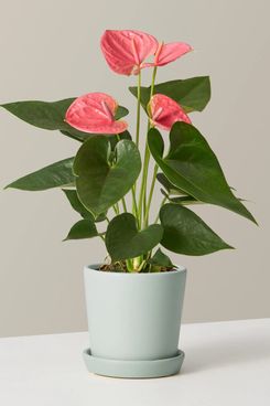 The Sill Pink Anthurium