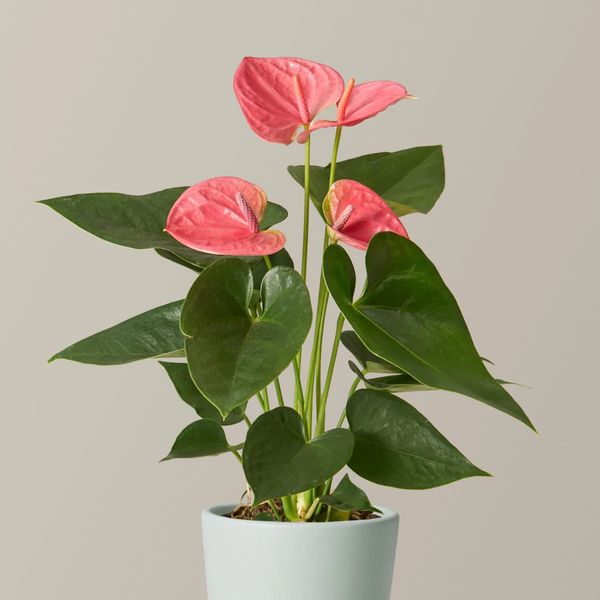 The Sill Pink Anthurium