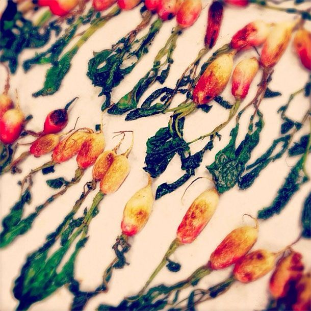 Beautiful radishes.