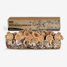 Kit de hongos shiitake orgánicos Back to the Roots